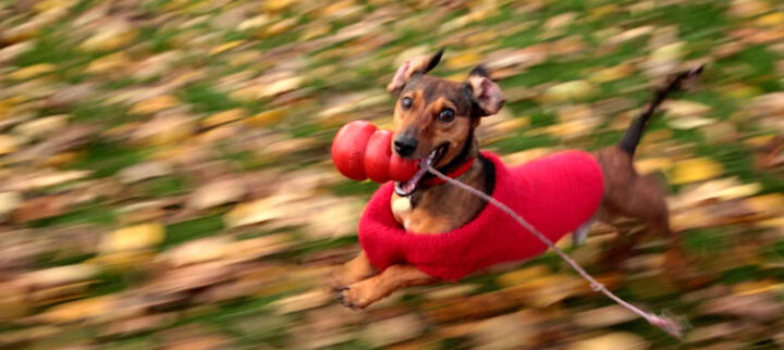 Dog runs through park